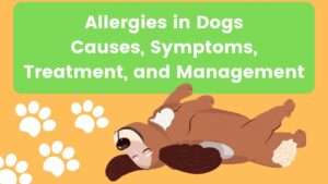 Allergies in Dogs | Causes, Symptoms, Diagnosis, Treatment