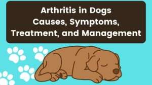 Arthritis in Dogs | Causes, Symptoms, Treatment, and Management