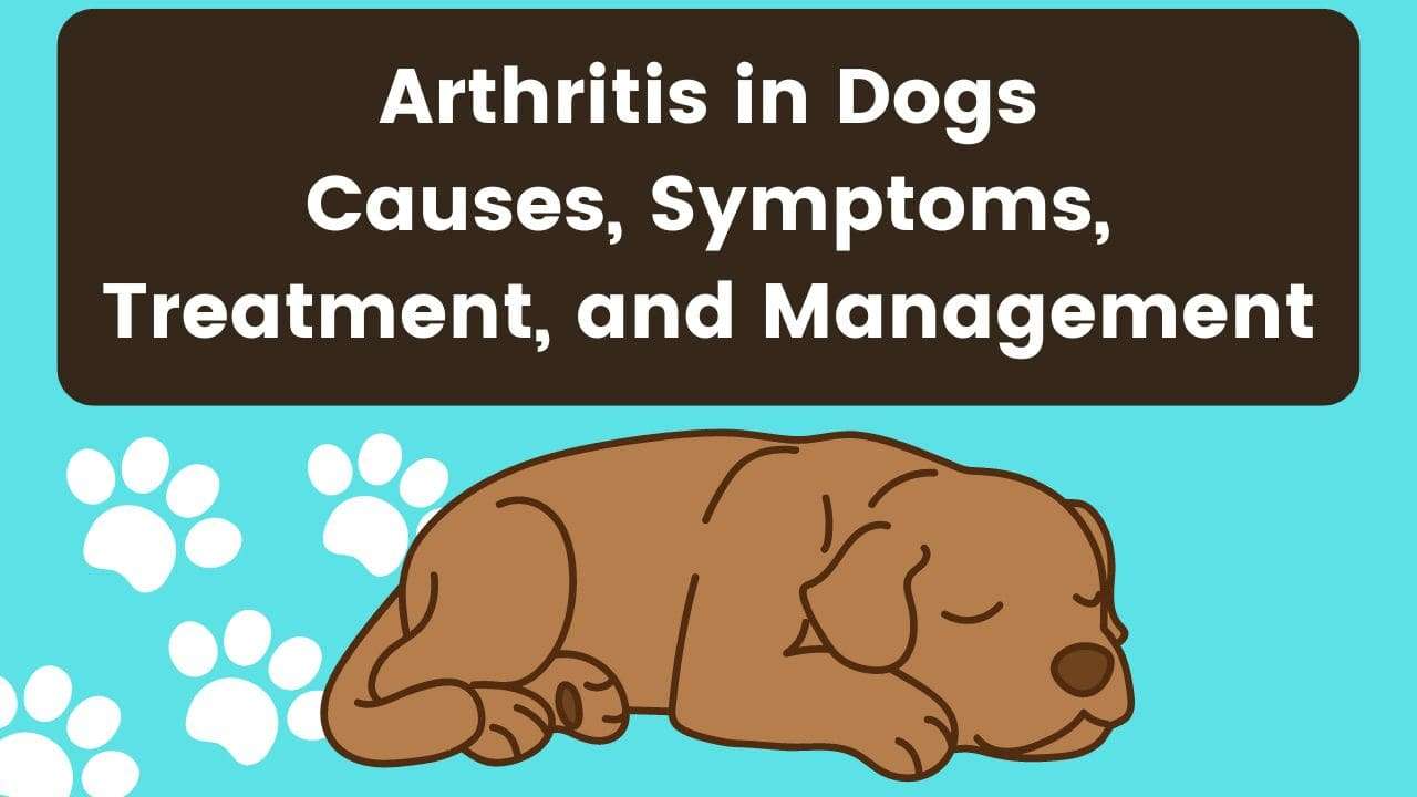 Arthritis in Dogs | Causes, Symptoms, Treatment, and Management