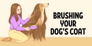 Brushing Your Dog’s Coat | A Complete Guide for Pet Parents