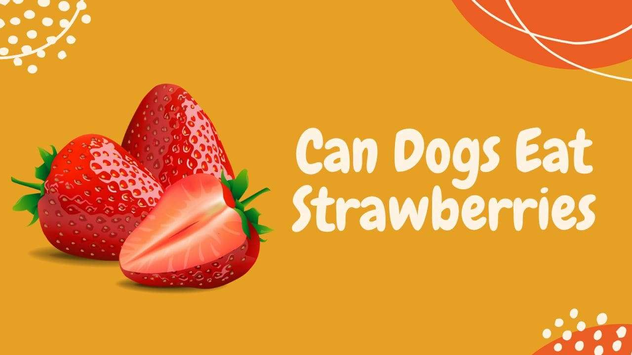 Can Dogs Eat Strawberries