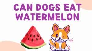 Can Dogs Eat Watermelon