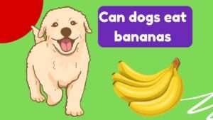 Can Dogs Eat Bananas