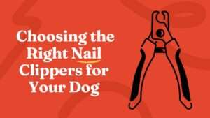 Choosing the Right Nail Clippers for Your Dog