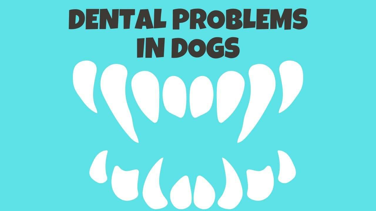 Dental Problems in Dogs | Everything You Need to Know