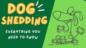 Dog Shedding | Everything You Need to Know