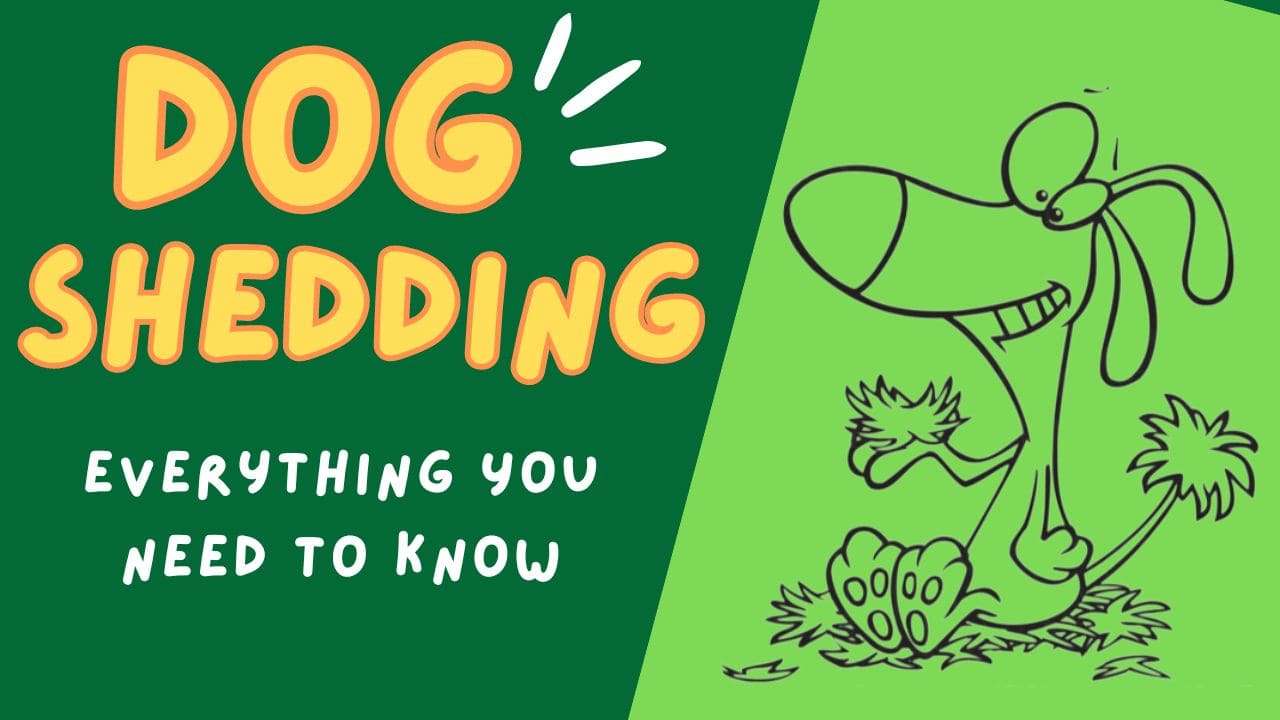 Dog Shedding | Everything You Need to Know