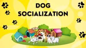 Dog Socialization | Comprehensive Guide to Dog Socialization