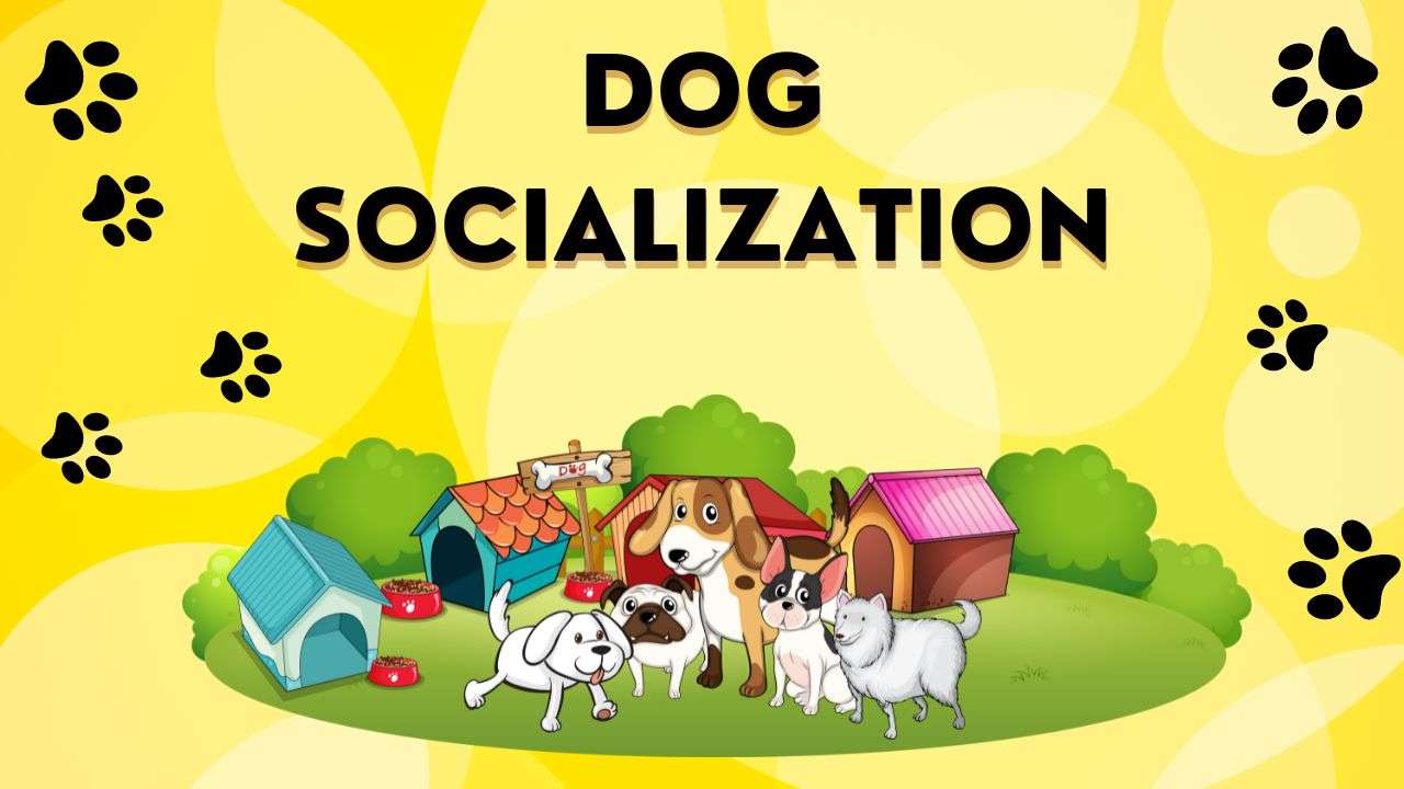 Dog Socialization