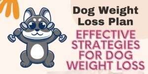 Dog Weight Loss Plan | Effective Strategies for Dog Weight Loss