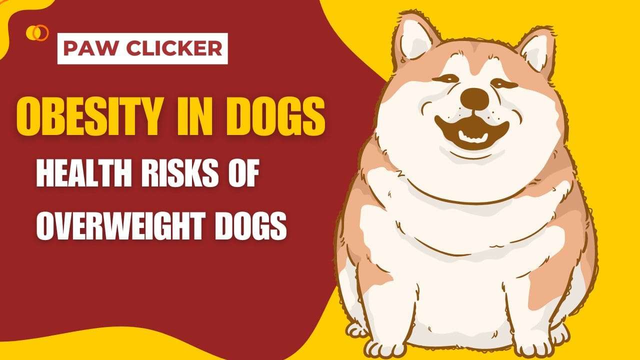 Obesity in Dogs | Health Risks of Overweight Dogs