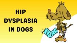 Hip Dysplasia in Dogs | Causes, Symptoms, and Solutions