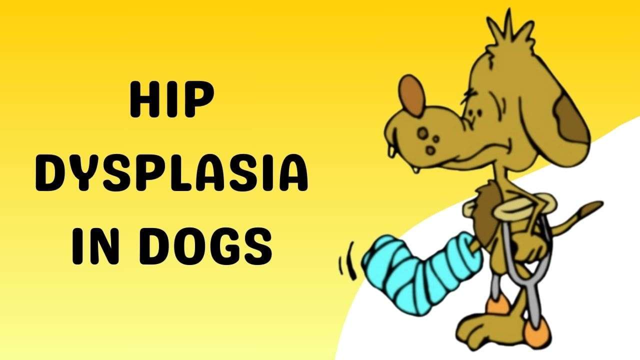 Hip Dysplasia in Dogs