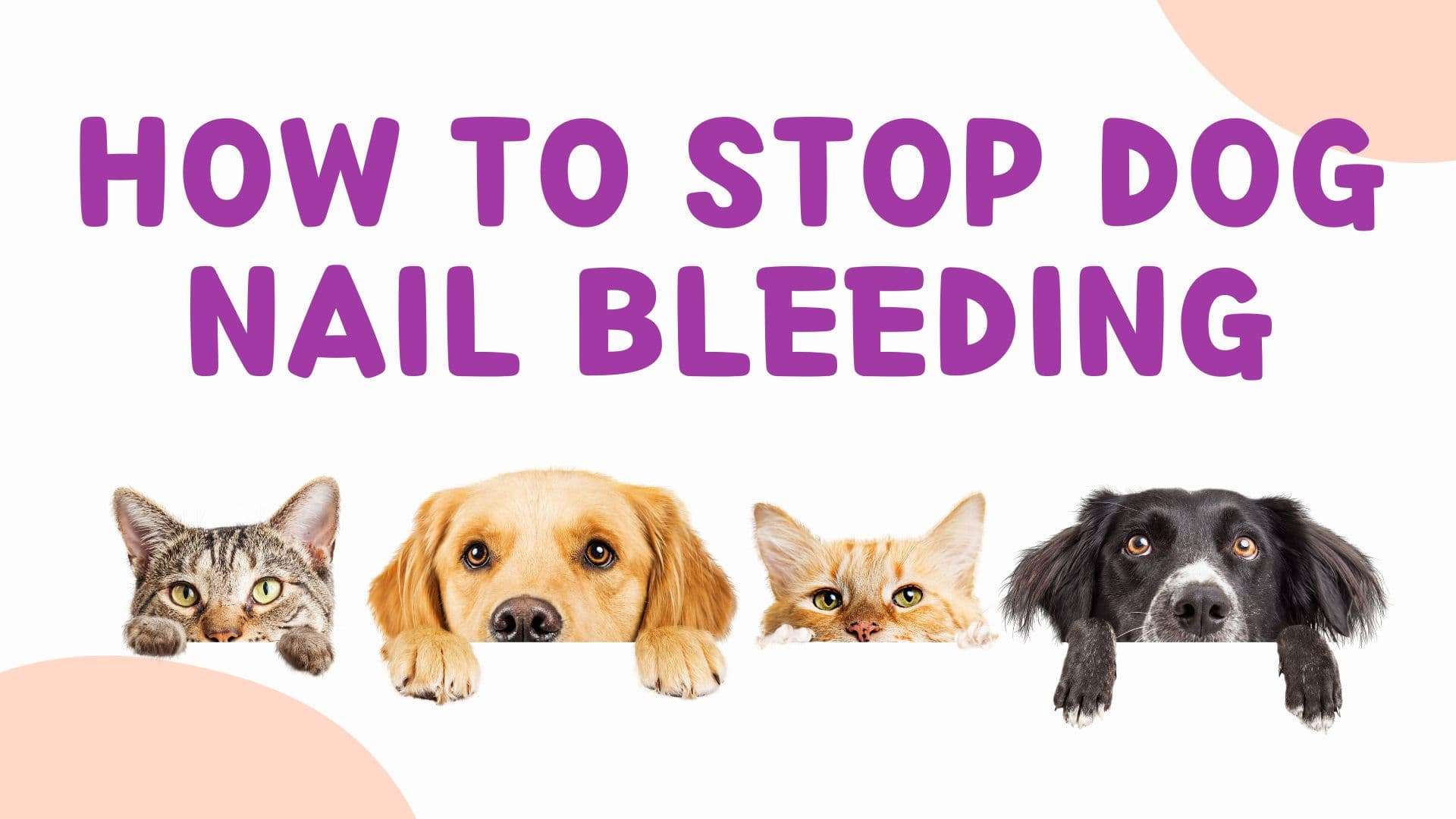 How to Stop Dog Nail Bleeding