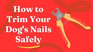 How to Trim Your Dog’s Nails Safely