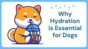 Hydration Matters | Why Hydration is Essential for Dogs