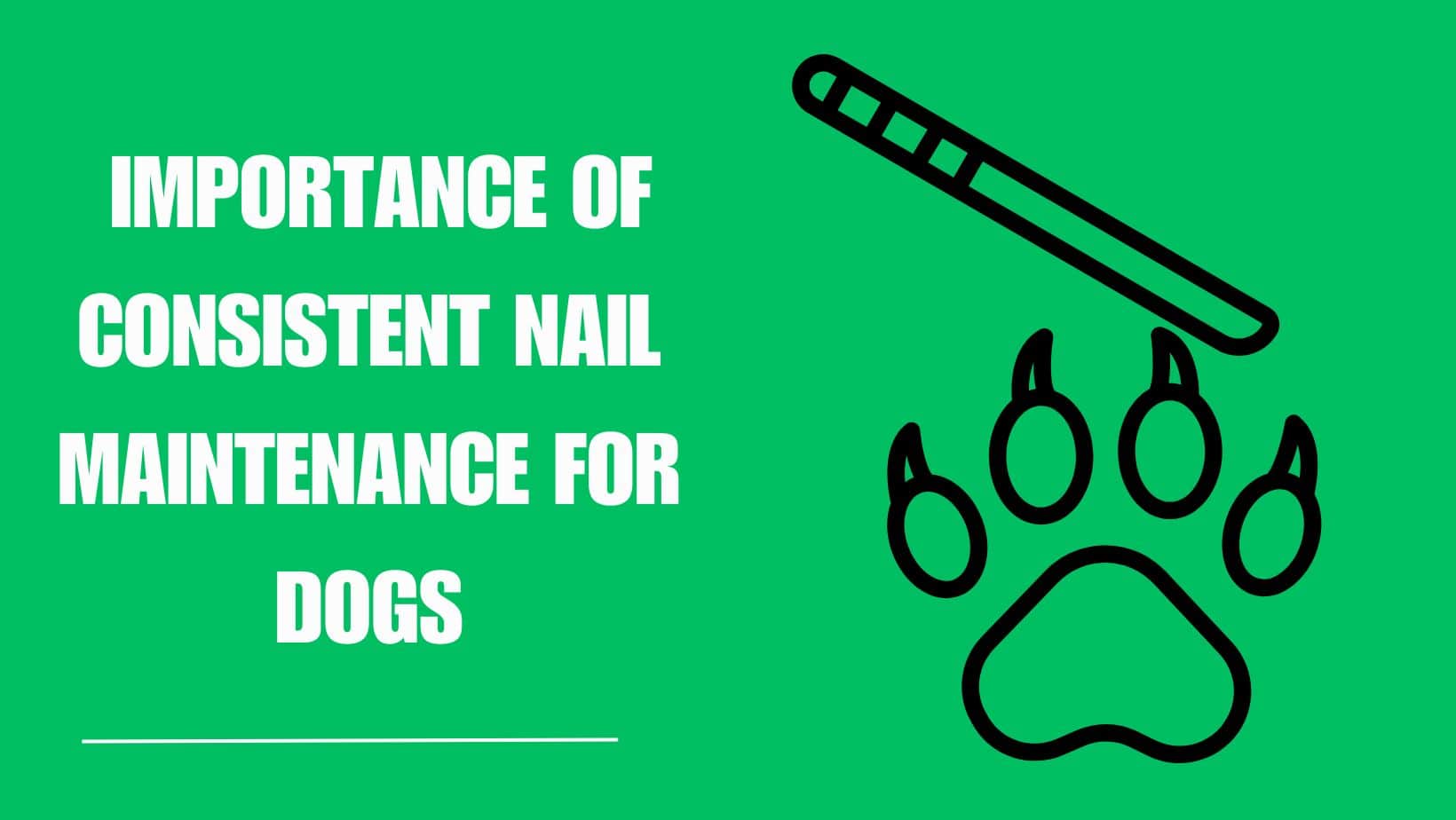 Importance of Consistent Nail Maintenance for Dogs