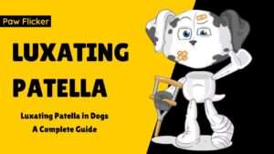 Luxating Patella in Dogs | A Complete Guide