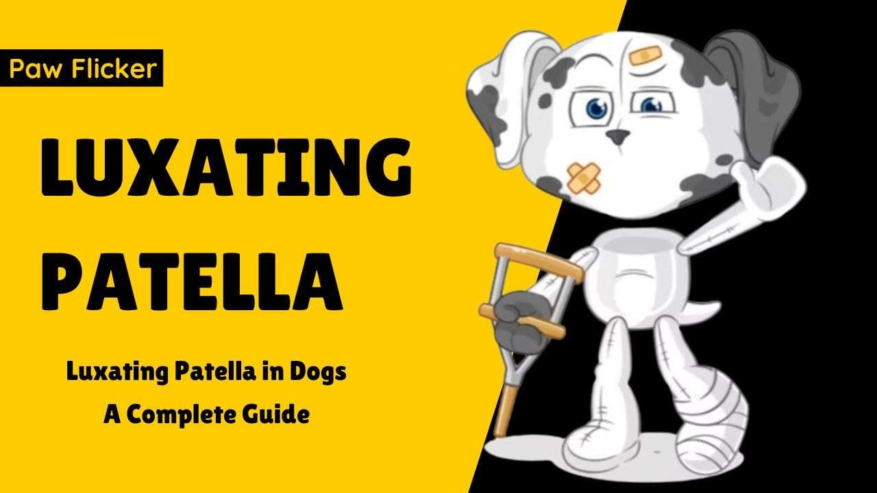 Luxating Patella in Dogs