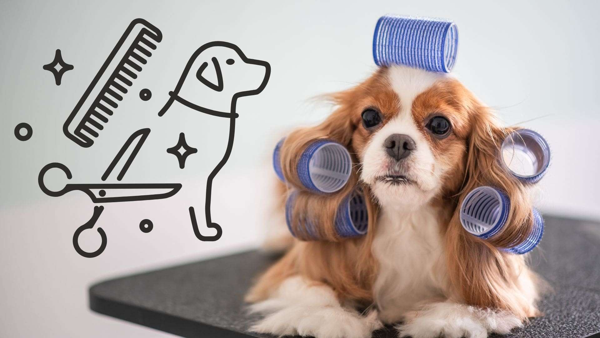 Mastering Basic Dog Grooming | Tail-Wagging Tidbits