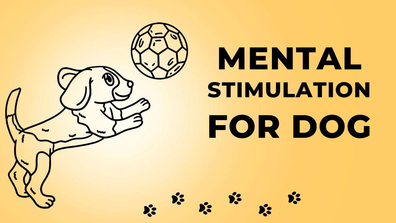 Mental Stimulation for Dogs