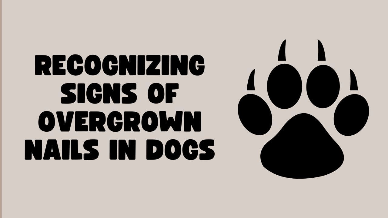 Recognizing Signs of Overgrown Nails in Dogs