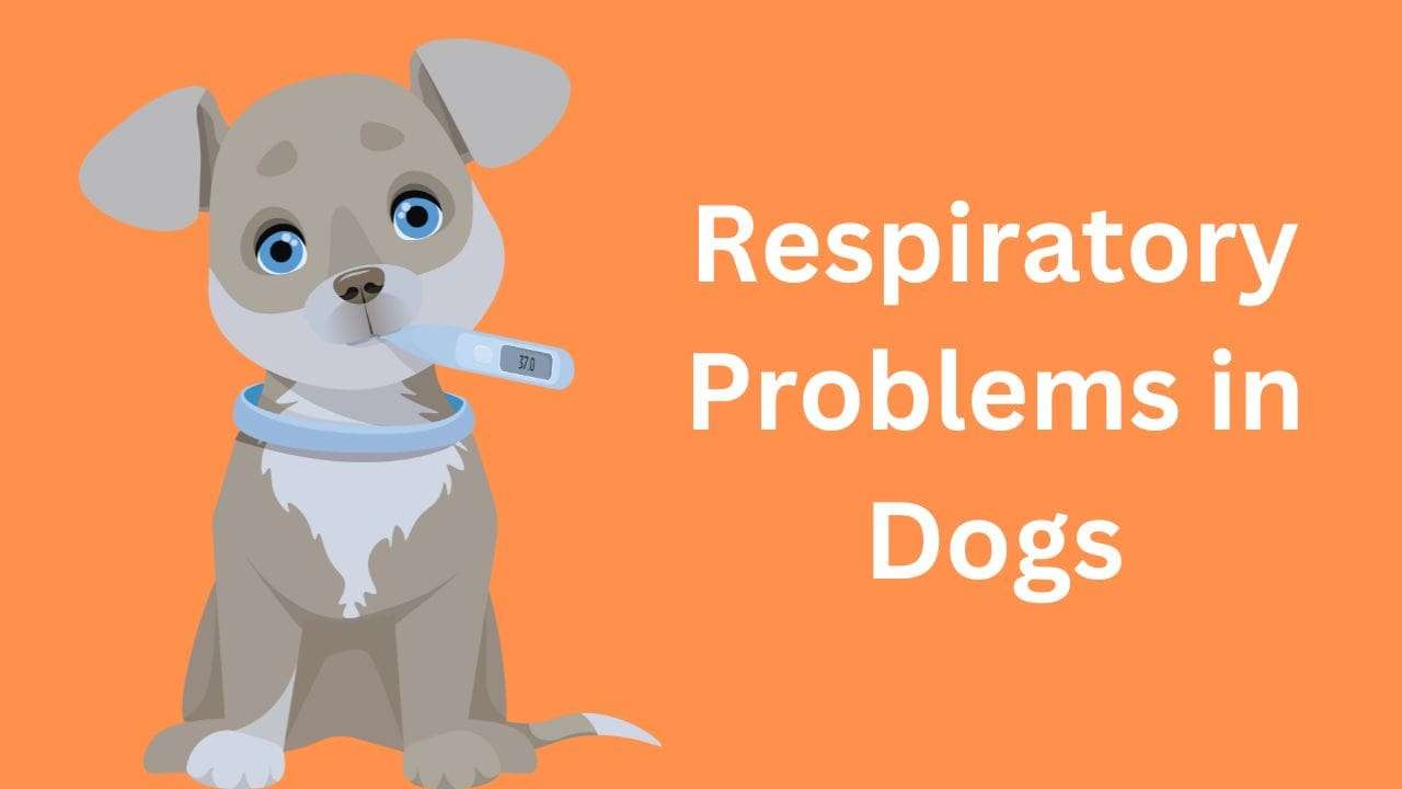 Respiratory Problems in Dogs