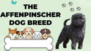The Affenpinscher Breed | A Comprehensive Guide