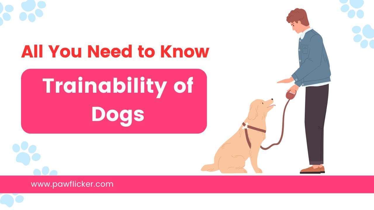 Trainability of Dogs | All You Need to Know