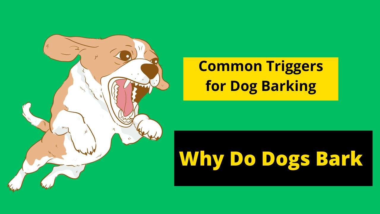 Why Do Dogs Bark | Common Triggers for Dog Barking