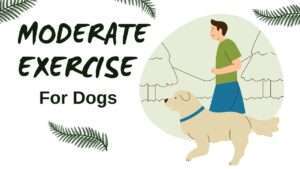 Moderate Exercise for Dogs | A Complete Guide