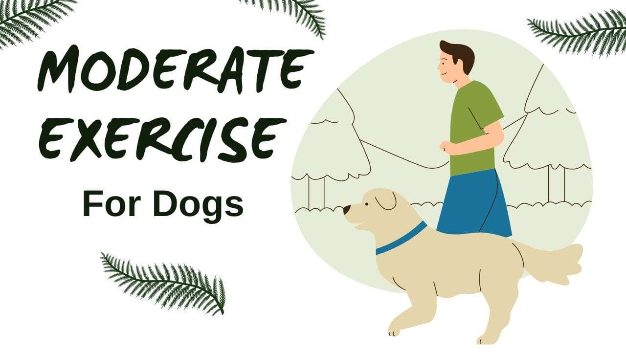 Moderate Exercise for Dogs