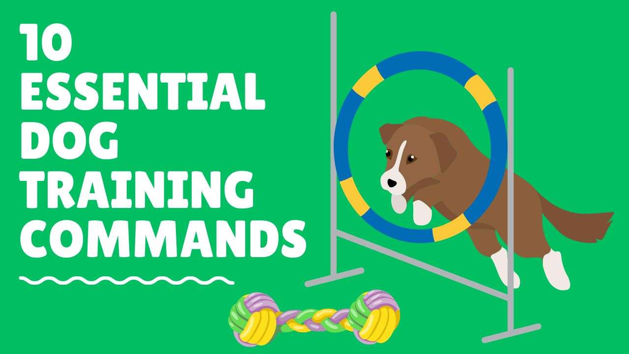 10 Essential Dog Training Commands | Essential Dog Commands