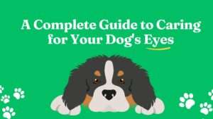 A Complete Guide to Caring for Your Dog’s Eyes