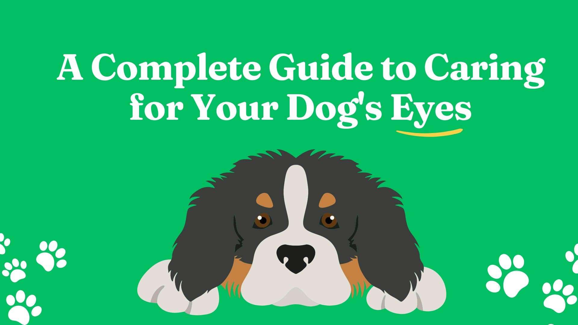 A Complete Guide to Caring for Your Dog's Eyes