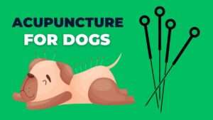 Acupuncture for Dogs