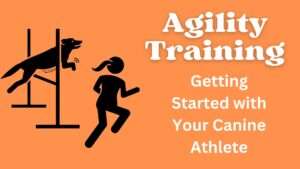 Agility Training | Getting Started with Your Canine Athlete