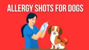 Allergy Shots (Immunotherapy) for Dogs