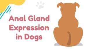 Tips for Anal Gland Expression in Dogs