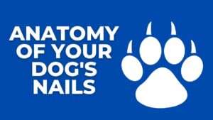 Anatomy of Your Dog’s Nails