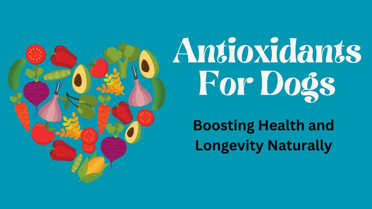 Antioxidants For Dogs: Boosting Health and Longevity Naturally