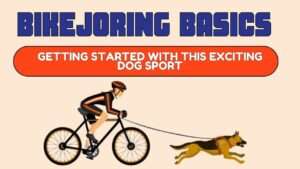 Bikejoring Basics | Getting Started with this Exciting Dog Sport