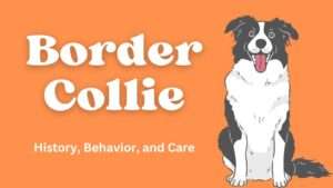 Border Collie | History, Behavior, and Care