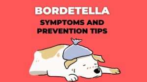 Bordetella: Symptoms and Prevention Tips