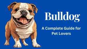 Bulldog | A Complete Guide for Pet Lovers