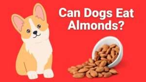 Can Dogs Eat Almonds?