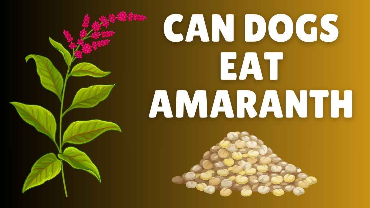 Can Dogs Eat Amaranth