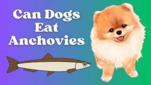 Can Dogs Eat Anchovies?