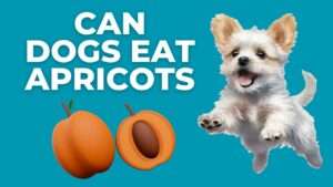 Can Dogs Eat Apricots