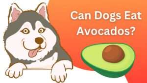 Can Dogs Eat Avocados?